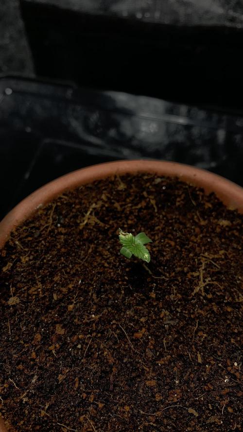 MISSION IMPOSSIBLE 24K GOLD. Week 1