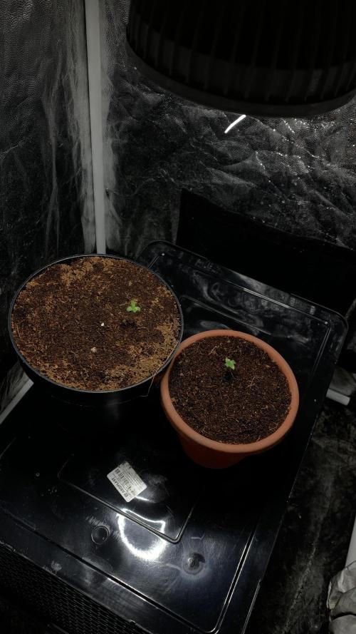 MISSION IMPOSSIBLE 24K GOLD. Week 1