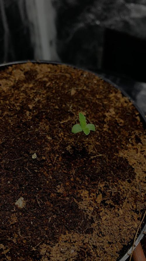 MISSION IMPOSSIBLE 24K GOLD. Week 1