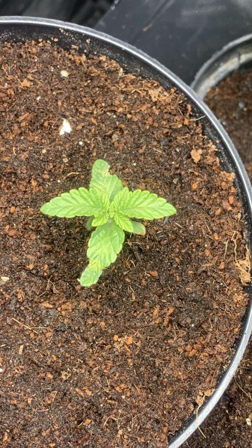 MISSION IMPOSSIBLE 24K GOLD. Week 2