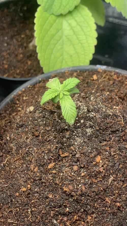 MISSION IMPOSSIBLE 24K GOLD. Week 2