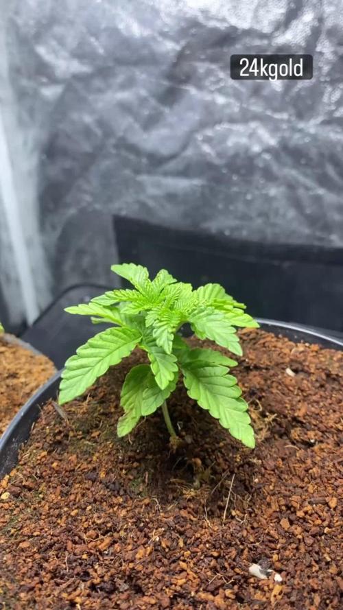 MISSION IMPOSSIBLE 24K GOLD