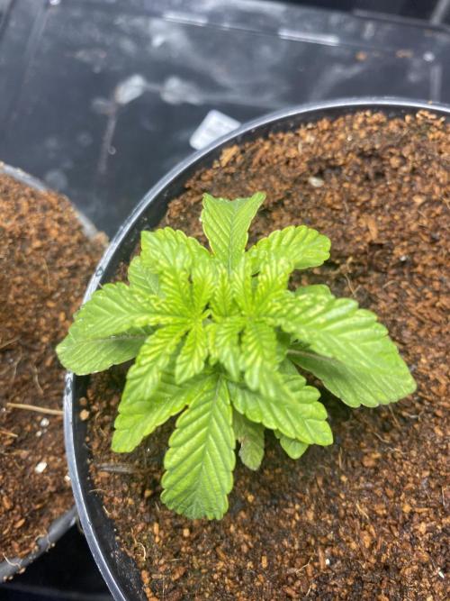 MISSION IMPOSSIBLE 24K GOLD. Week 3