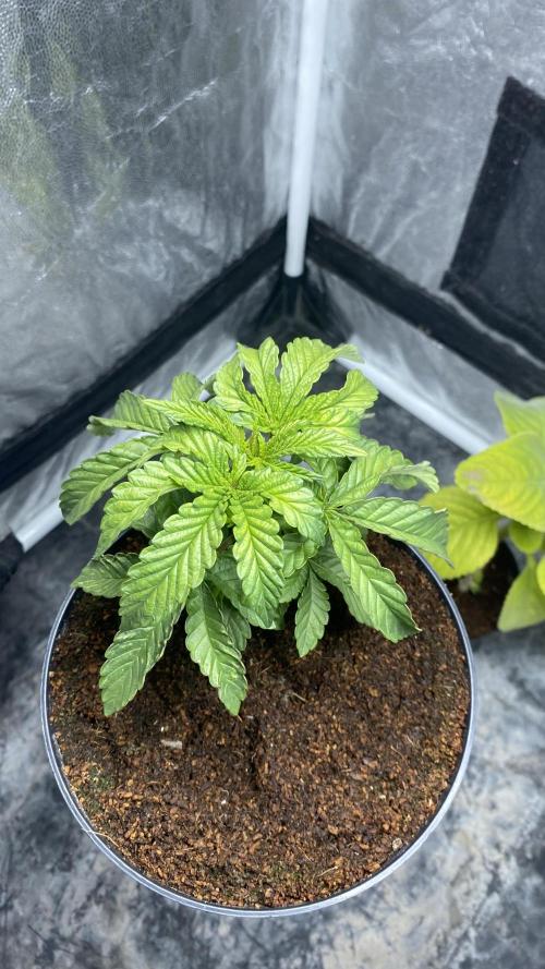 MISSION IMPOSSIBLE 24K GOLD. Week 4