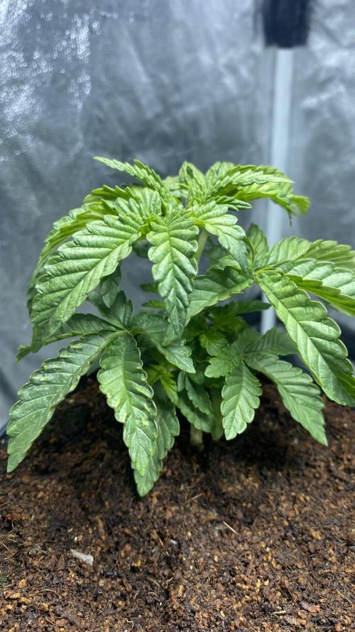 MISSION IMPOSSIBLE 24K GOLD. Week 4