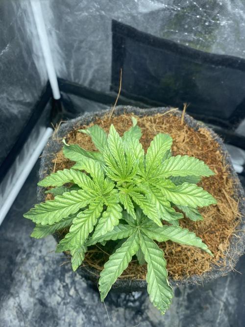 MISSION IMPOSSIBLE 24K GOLD. Week 4