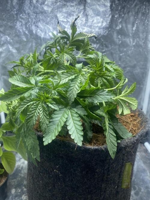 MISSION IMPOSSIBLE 24K GOLD. Week 5