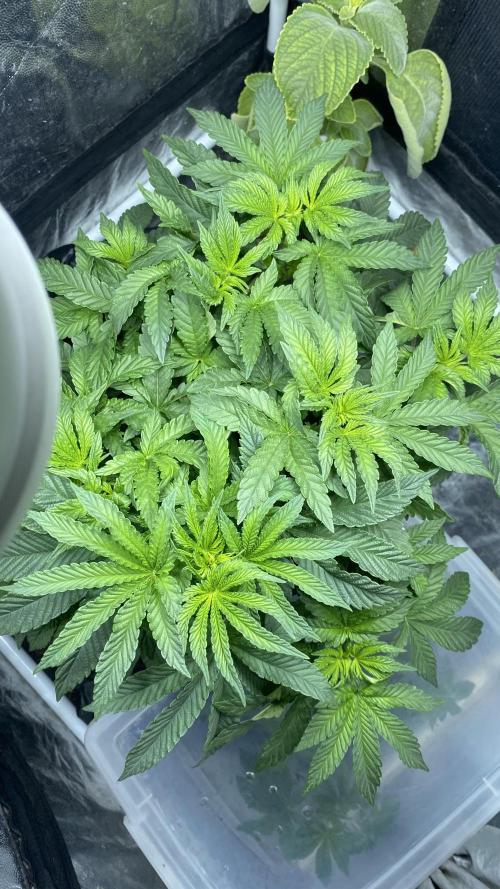 MISSION IMPOSSIBLE 24K GOLD. Week 6