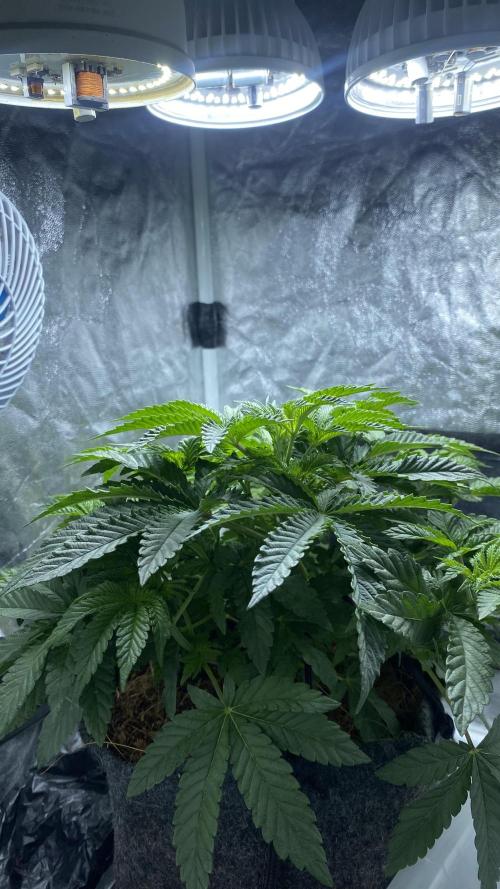 MISSION IMPOSSIBLE 24K GOLD. Week 6