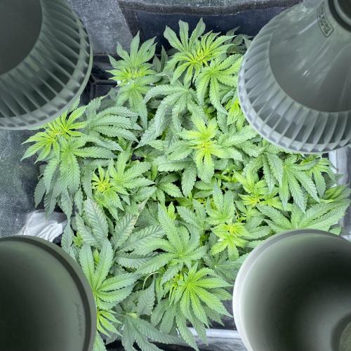 MISSION IMPOSSIBLE 24K GOLD. Week 7