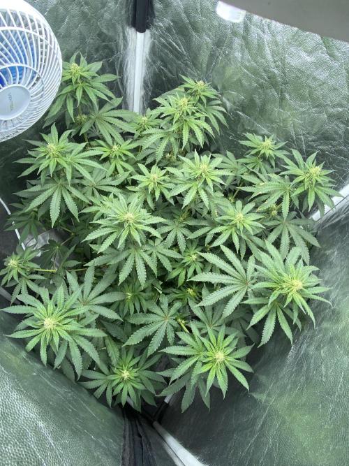 MISSION IMPOSSIBLE 24K GOLD. Week 9