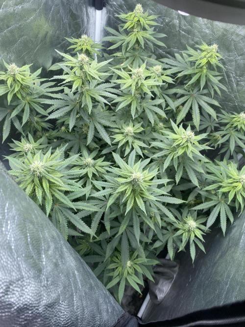 MISSION IMPOSSIBLE 24K GOLD. Week 10