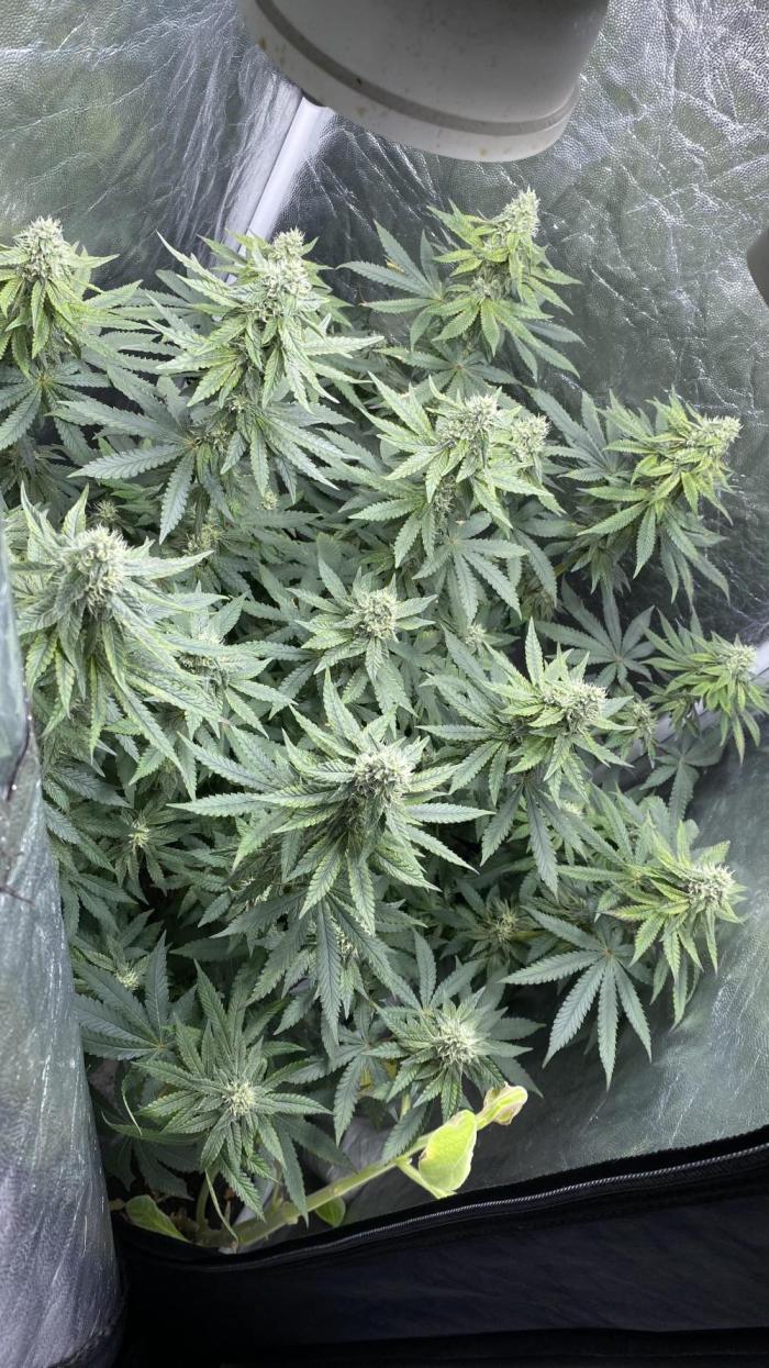 MISSION IMPOSSIBLE 24K GOLD. Week 11 - Éw11