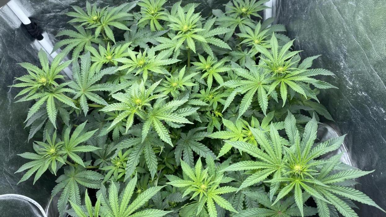 MISSION IMPOSSIBLE 24K GOLD. Week 8