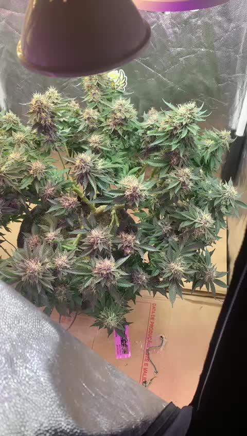 LIL BECKY'S CLONES 24K GOLD