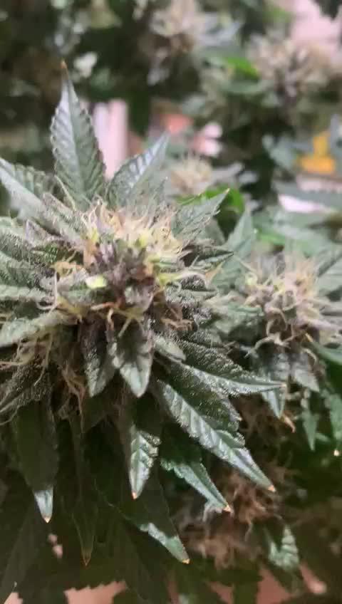 LIL BECKY'S CLONES 24K GOLD