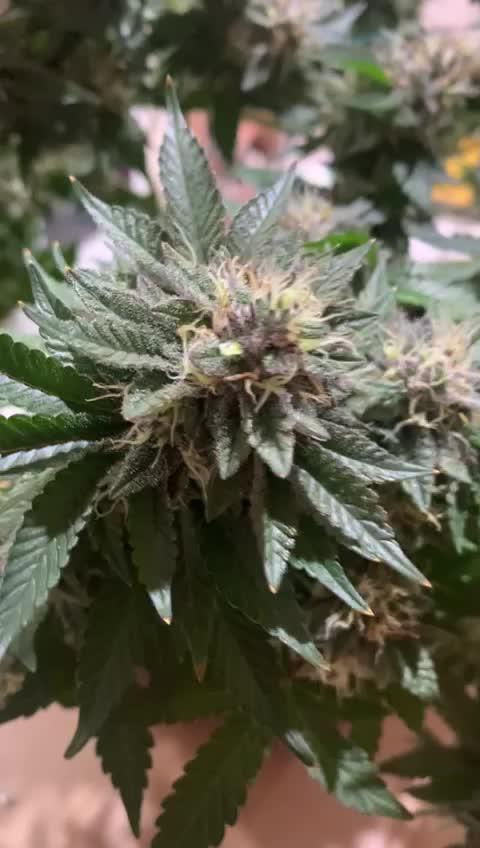 LIL BECKY'S CLONES 24K GOLD