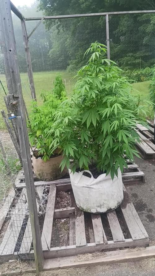 Maine Outdoor 2025