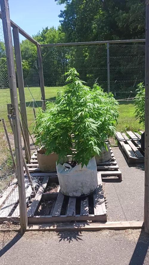 Maine Outdoor 2025