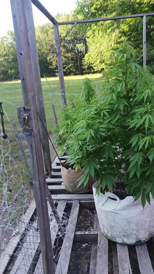 Maine Outdoor 2025