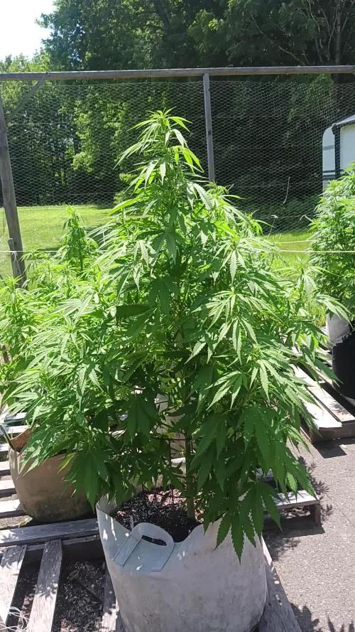 Maine Outdoor 2025