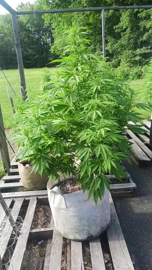 Maine Outdoor 2025