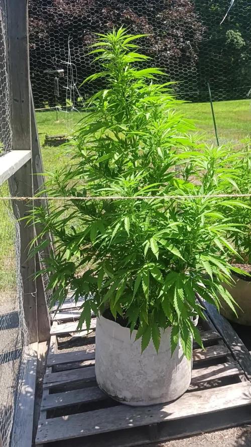 Maine Outdoor 2025