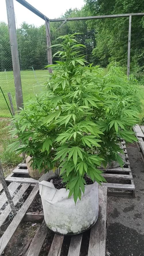 Maine Outdoor 2025