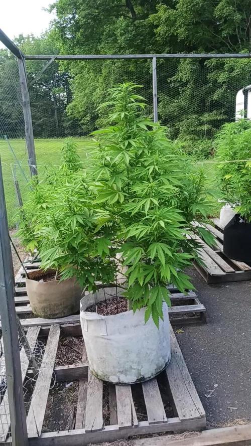 Maine Outdoor 2025