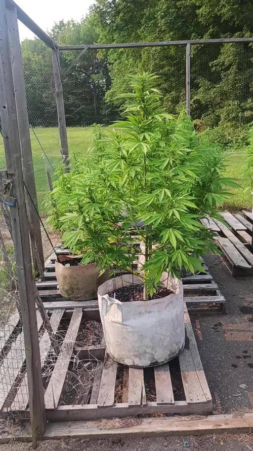 Maine Outdoor 2025
