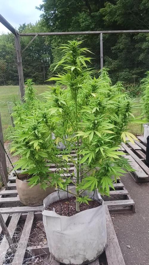 Maine Outdoor 2025