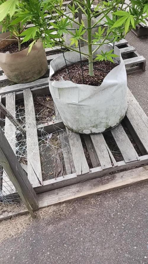 Maine Outdoor 2025