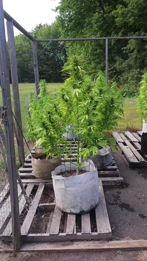 Maine Outdoor 2025
