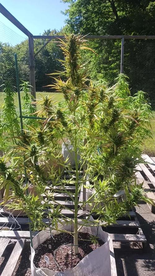 Maine Outdoor 2025
