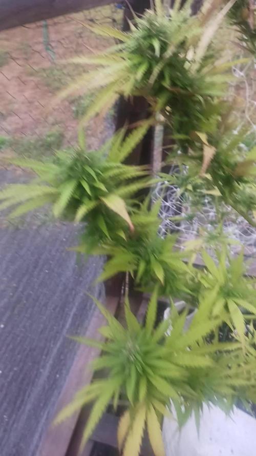 Maine Outdoor 2025