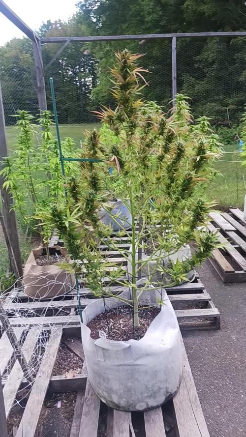 Maine Outdoor 2025