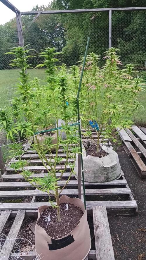Maine Outdoor 2025