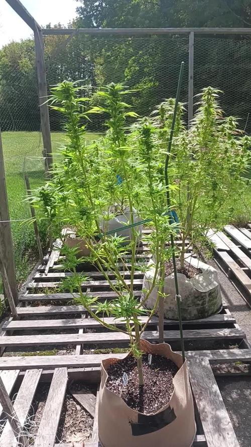 Maine Outdoor 2025