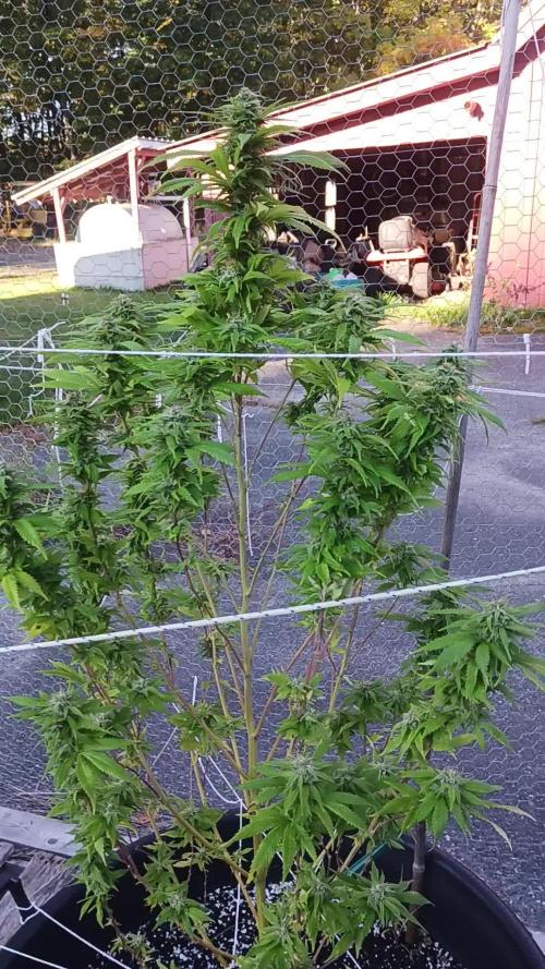Maine Outdoor 2025