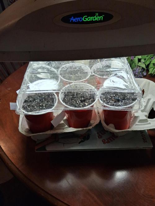 Maine Outdoor 2026 LATE START. Week 0 - Pictures of seeds that germinated early placed in solo cups under the aerogarden light. 