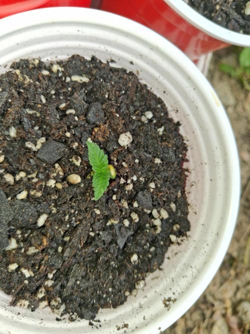 Maine Outdoor 2026 LATE START. Week 1 - 10th Planet seedling that I had to remove a "helmet head." Damaged a coyt but it's all good