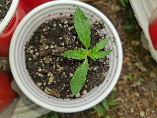 Maine Outdoor 2026 LATE START. Week 1 - Lilac Diesel Auto x Zweet Auto looks strange. Looks like a 3 fingered leaf at 2nd node. 3rd node?