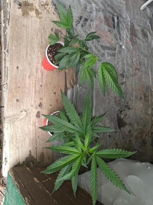 Maine Outdoor 2026 LATE START. Week 0 - Rude Girl and Blueberry Muffin join the lineup
