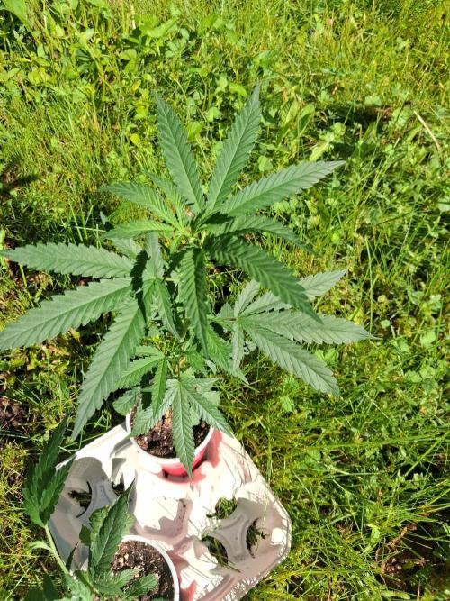 Maine Outdoor 2026 LATE START. Week 2 - Blueberry Muffin