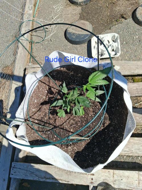 Maine Outdoor 2026 LATE START. Week 2 - Rude Girl Clone in the wind