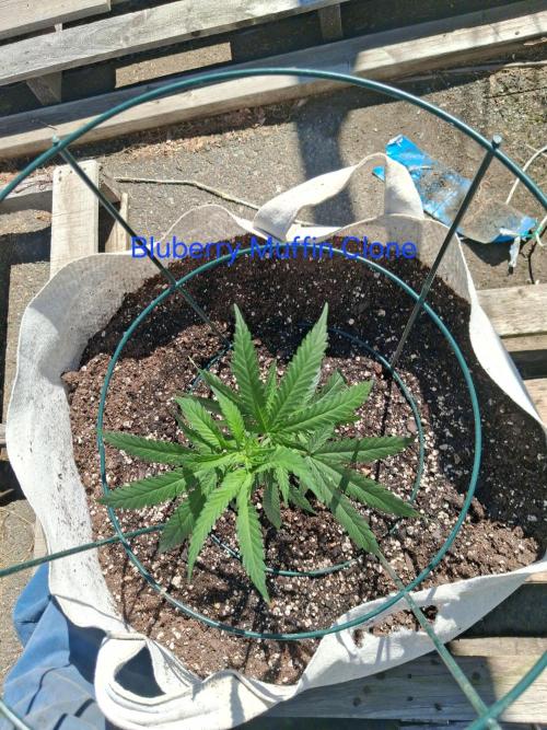 Maine Outdoor 2026 LATE START. Week 2 - Blueberry Muffin Clone in the wind