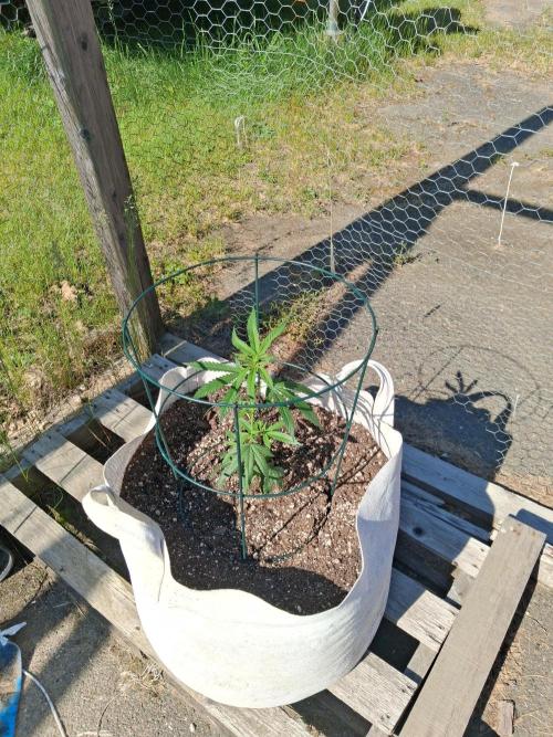 Maine Outdoor 2026 LATE START. Week 2 - Blueberry Muffin