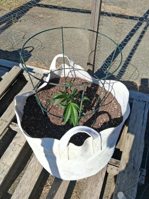 Maine Outdoor 2026 LATE START. Week 2 - Rude Girl