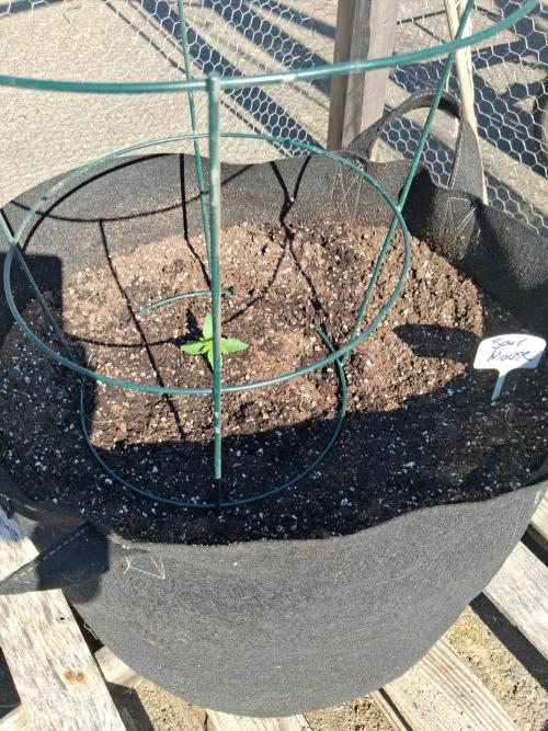 Maine Outdoor 2026 LATE START. Week 2 - Sour Moose