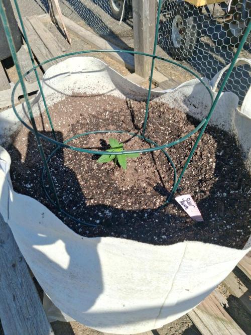 Maine Outdoor 2026 LATE START. Week 2 - Sour Moose